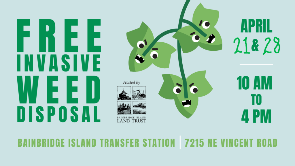 Native Plant Restoration Weed Pull Sustainable Bainbridge