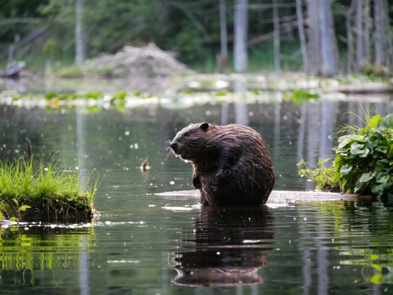 SB Partner: Kitsap County Evening Beaver Walk - Sustainable Bainbridge